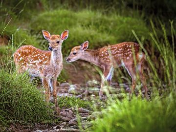 Baby deer in the deer park