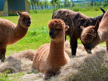 Stay with the alpacas