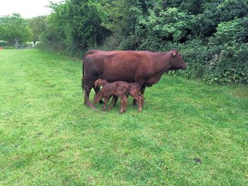 One of the cows with twins (added by manager 28 jul 2021)