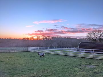 Resident goat elsa likes to watch the sunset (added by manager 13 feb 2023)
