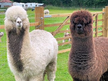 Alpacas on site (added by visitor 05 jul 2021)