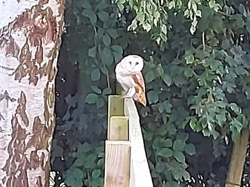Local wildlife