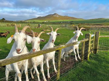 Cheeky brothers - bryn, flyn, glyn and gwyn (added by manager 07 mar 2024)