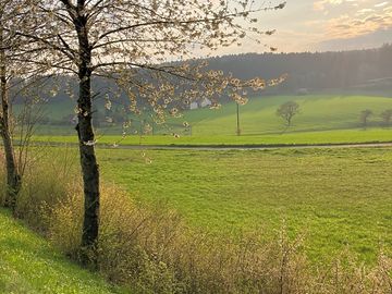 Local views