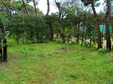 Trees around the pitches