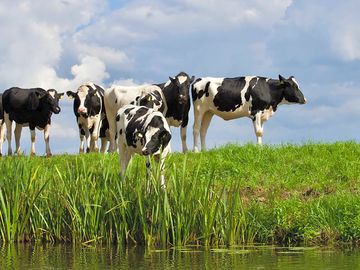 Cows in the neighbouring field (added by manager 11 apr 2023)