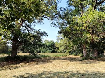Pitches among the trees