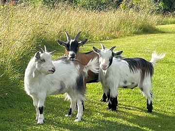 Goats