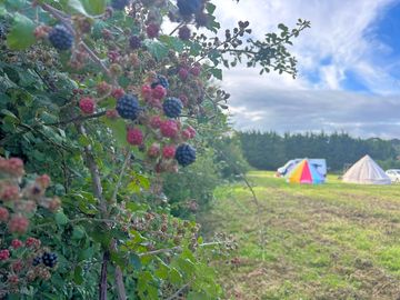 Hedgerow