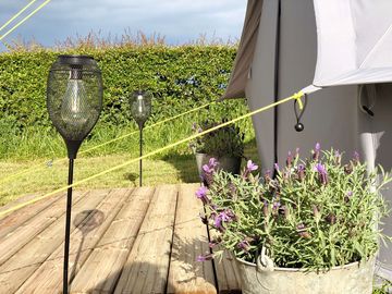 Lavender by the decking
