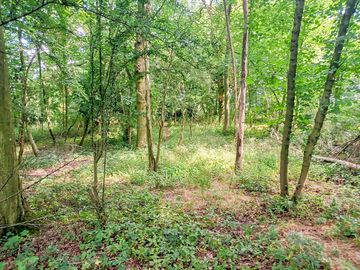 Pitches in ancient woodland under tall ash, oak and hornbeam trees