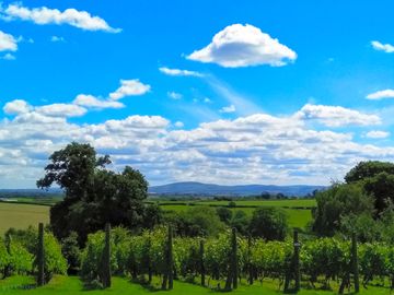 Views over the vineyard and dartmoor