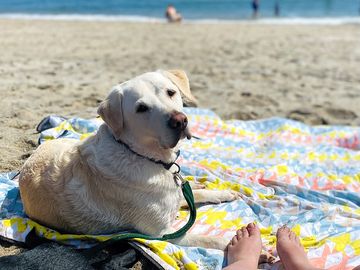 Carlyon bay (crinnis beach) dog friendly all year (added by manager 22 feb 2024)