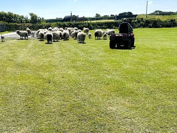 Herding sheep on our working farm