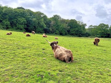 Our wonderful highland cows