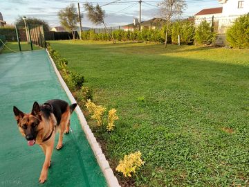 Dogs are welcome