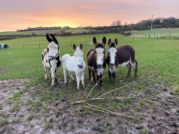 Donkeys on site