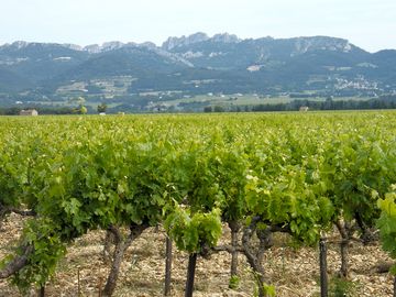 Walks around the vineyards
