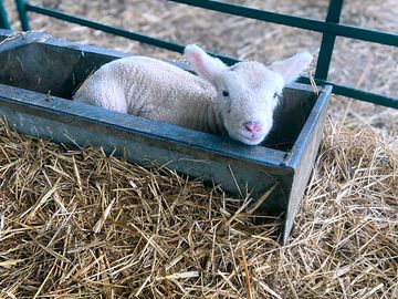 Lambing time on the farm