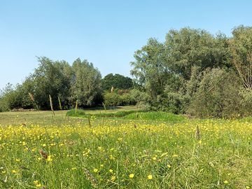 Field on the site