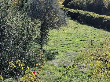 Grass pitches with hedgerows