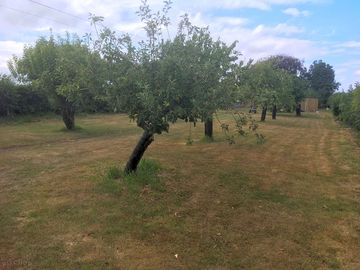 Pitch in-between fruit trees (added by manager 29 jul 2022)