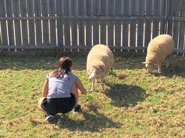 Occasional sheep feeding