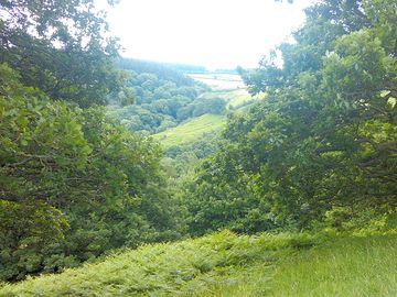 Ancient woodlands all around you