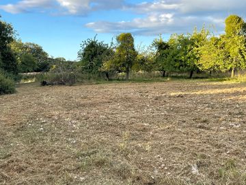 Grass mulching in the orchard (added by manager 20 aug 2023)