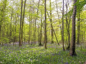 Bluebell woods
