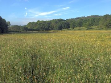 Meadows