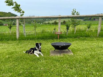 Plenty of public footpaths for dog walking from the campsite