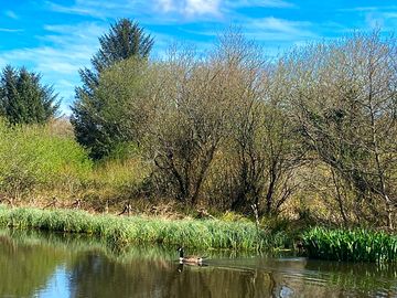 Plenty of wildlife on the lake, including geese