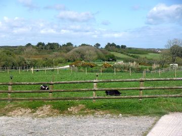 Pigs and goats enjoying the sunshine (added by manager 12 may 2015)