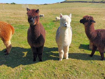 On site alpacas! (added by visitor 11 aug 2022)