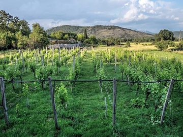 Family-owned vineyard with mountain views (added by manager 23 apr 2024)