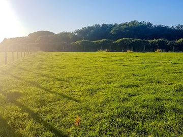Grassy areas