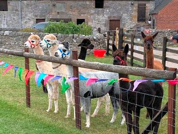 Alpacas at the farm