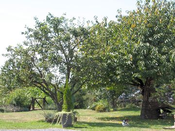 Laze under the trees
