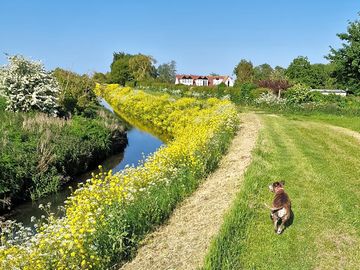 Walking the dog behind alvingham lakes. (added by visitor 07 jun 2023)