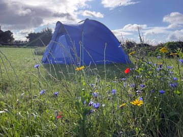 Floral partitions between pitches on our pretty campsite. (added by manager 08 aug 2023)