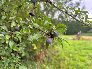 Hedgerows