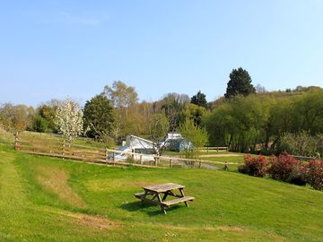 Pitches in the oak field
