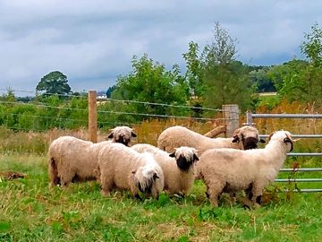 Valais sheep on site
