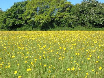 Beautiful buttercups (added by manager 06 jan 2019)