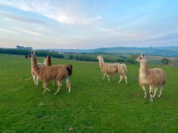 Free-range llamas on site