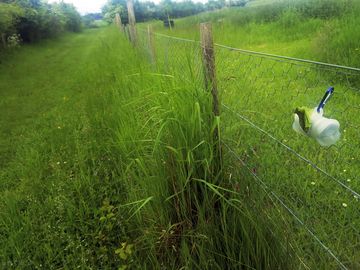 Poo bags supplied around the mile-long loop walk on the property