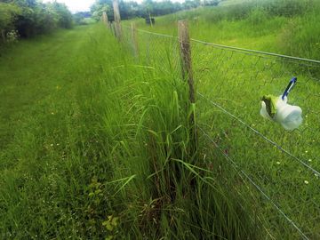 Poo bags supplied around the mile-long loop walk on the property (added by manager 18 jun 2021)