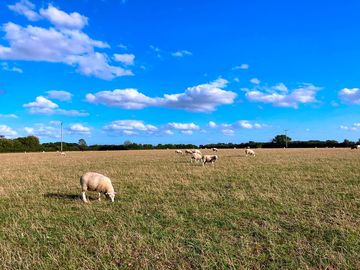 The site's organic lleyn lambs grazing (added by manager 22 aug 2020)