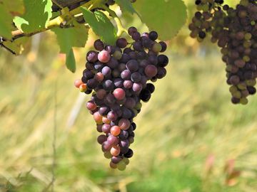 Ripening pinot noir 2023 at hanwell wine estate, nottinghamshire (added by manager 04 may 2024)